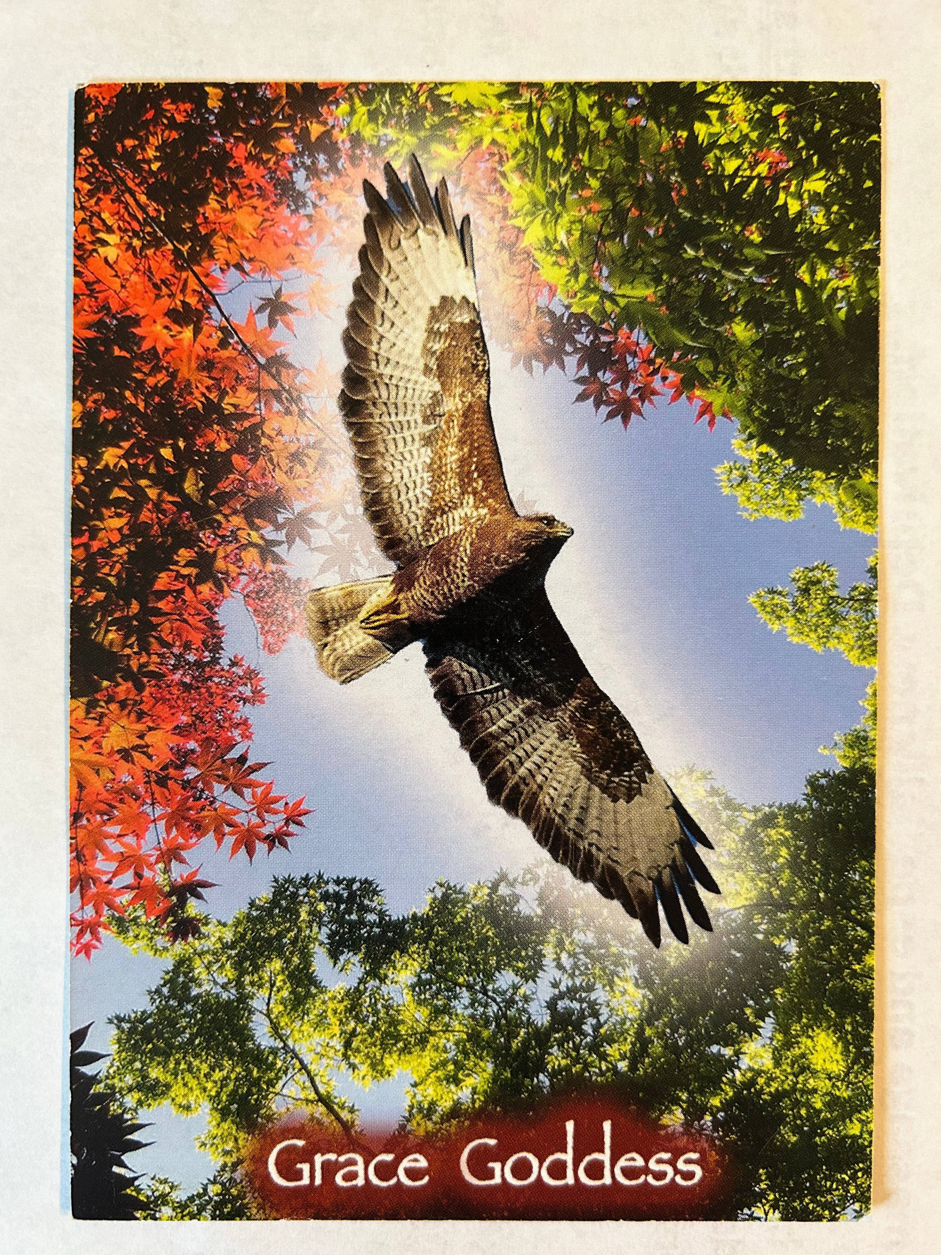 Gaia's Wisdom Oracle Deck and Divine Affirmations – Allegra Harrington